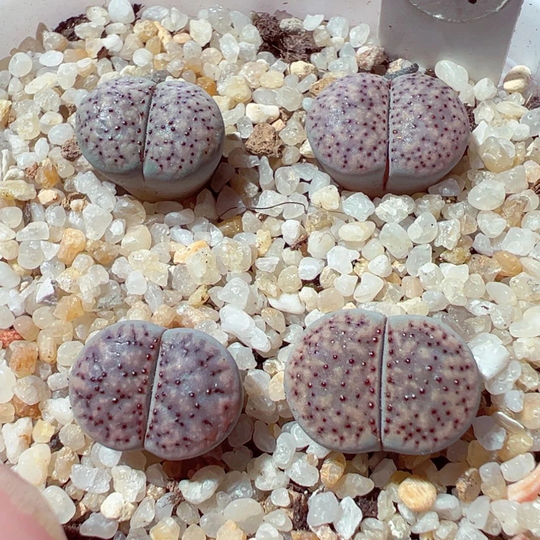 1110-123多肉多肉血点朝贡