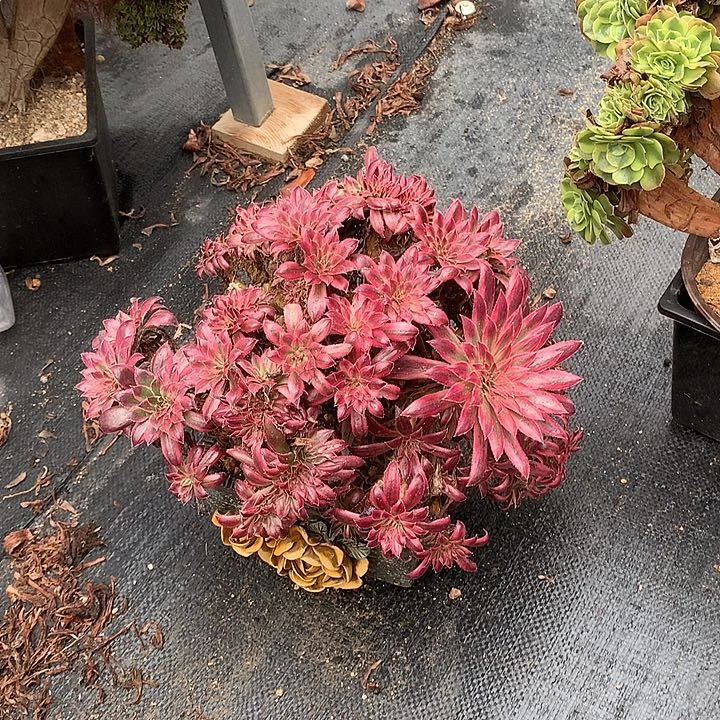 朱雀朵朵脱土发货啊