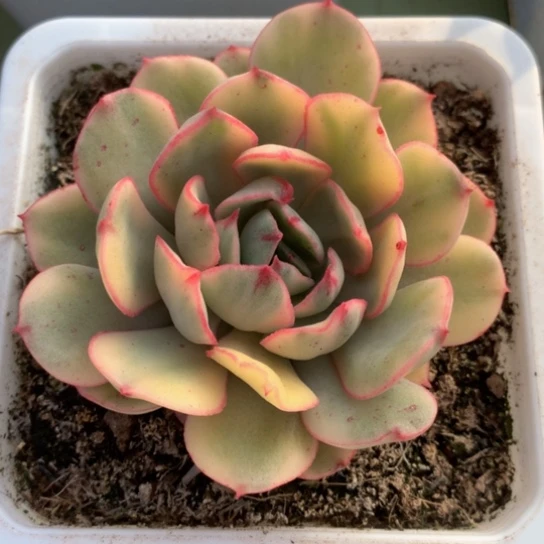 般若锦，一物一拍