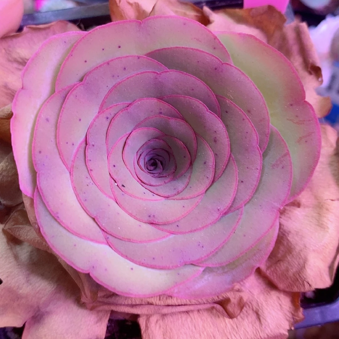 -***0山地玫瑰一物一拍067媚娘