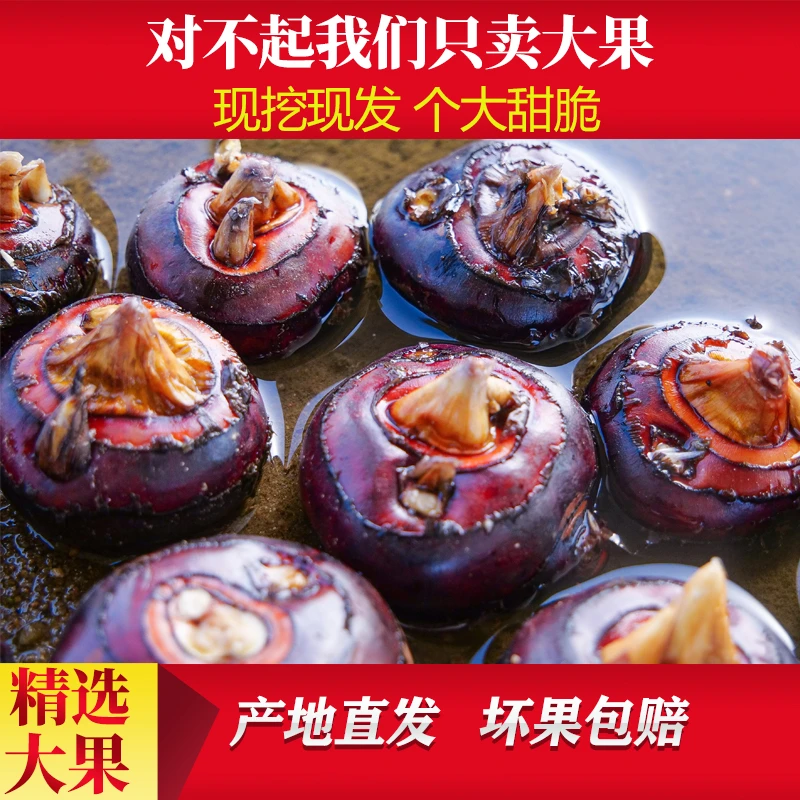 新鲜水果荸荠马蹄大果现挖现发农家自种特产