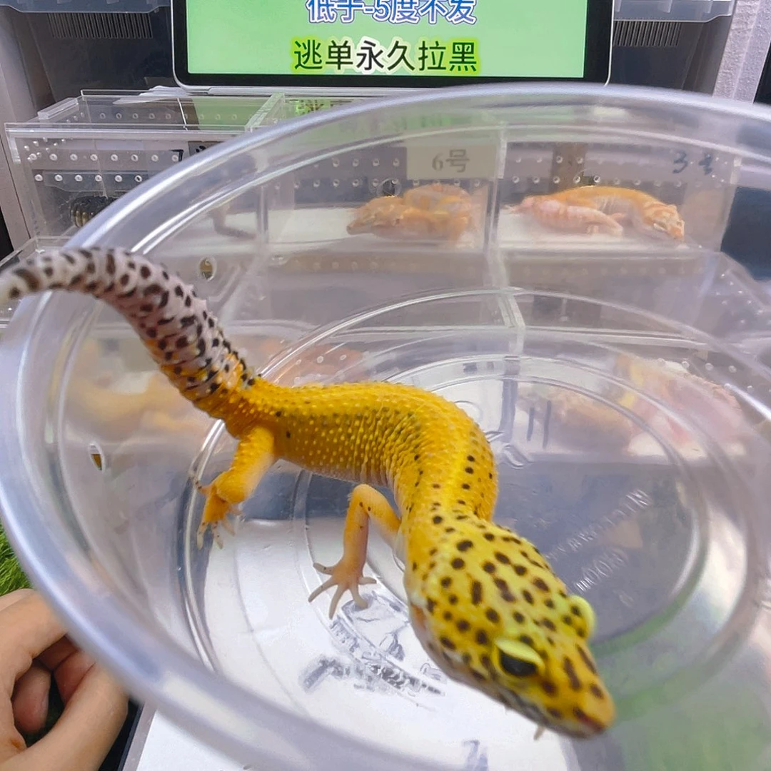 豹纹守宫守宫好看迷人可爱