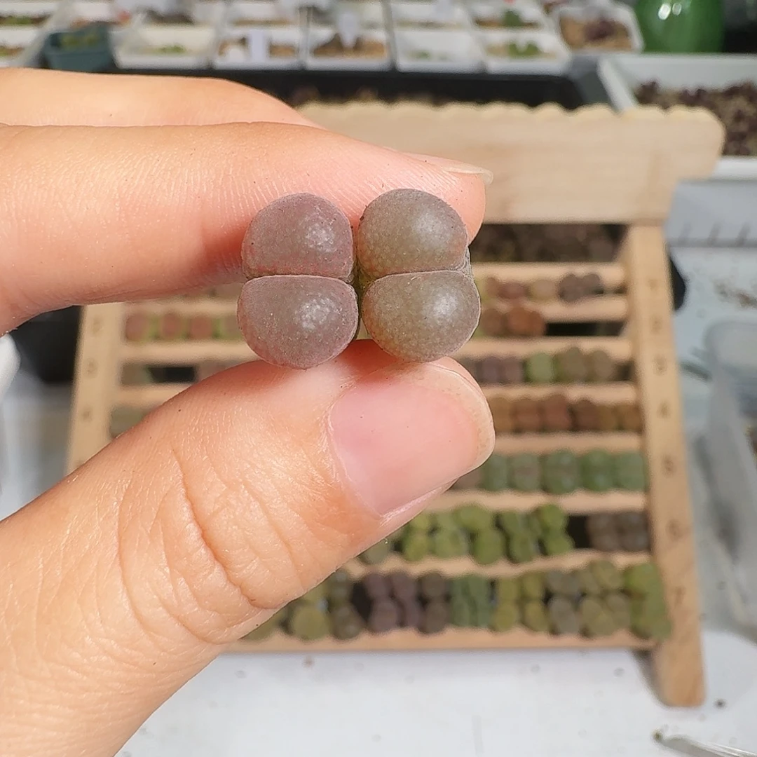 多肉植物福利风铃210