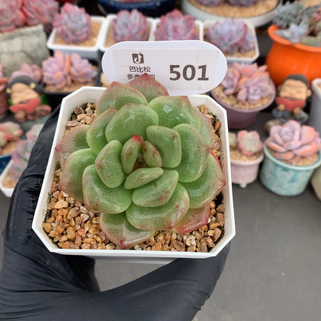 501 冰玉石化多肉