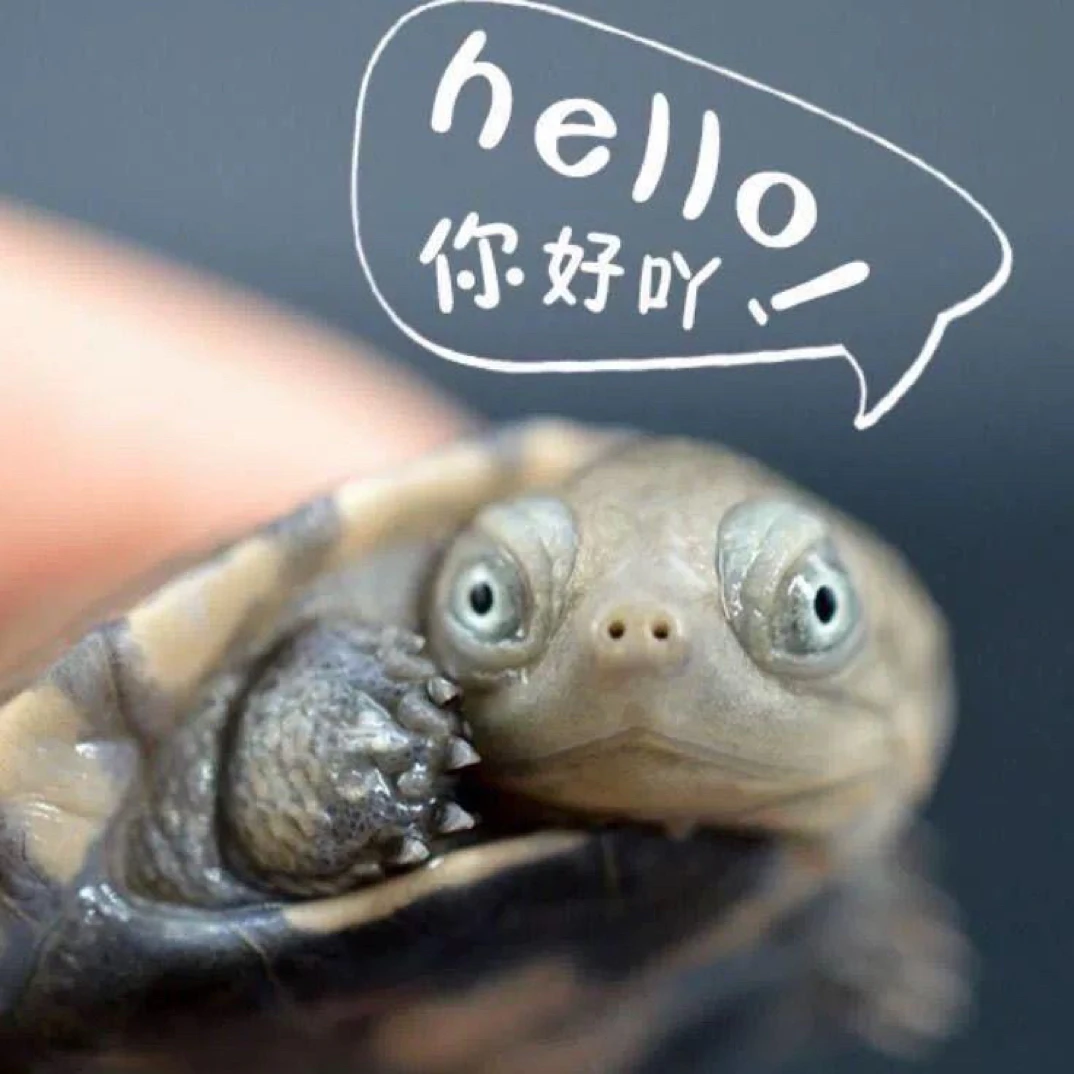 沼泽变异白巴果冻活体观赏龟【直播间选龟链接勿拍】