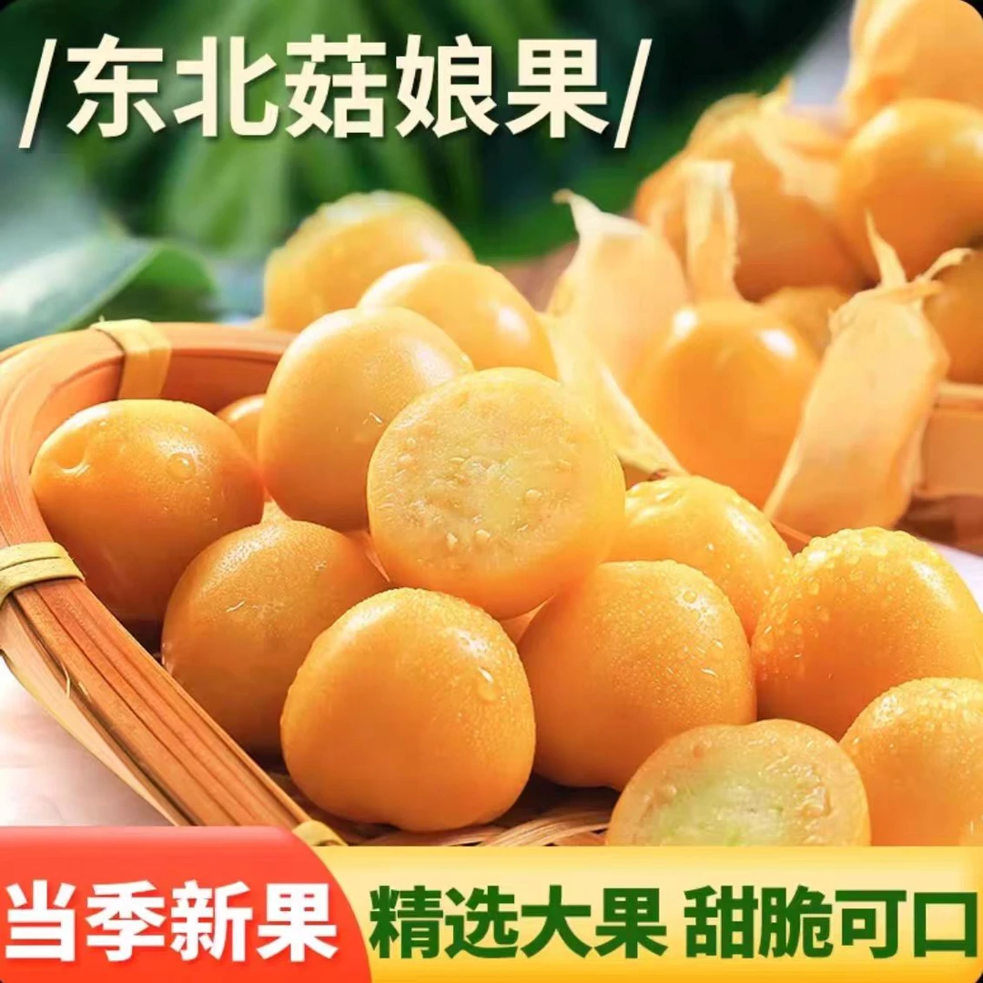 【大勇专属】东北特产姑娘果应季新鲜黄菇娘果大果3斤/5斤包邮