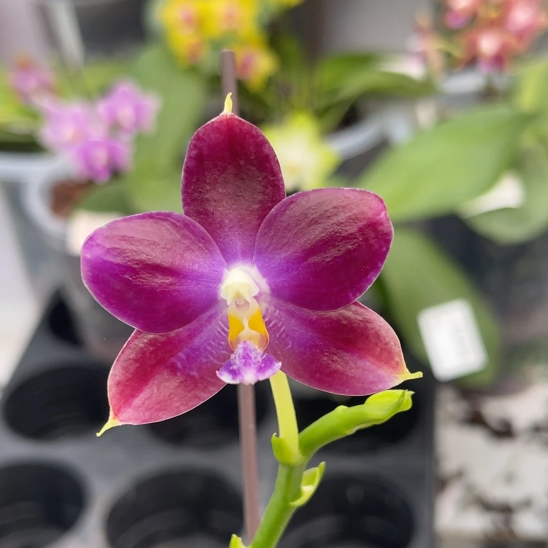 完全开放1040 2.8寸JG2374一物一拍