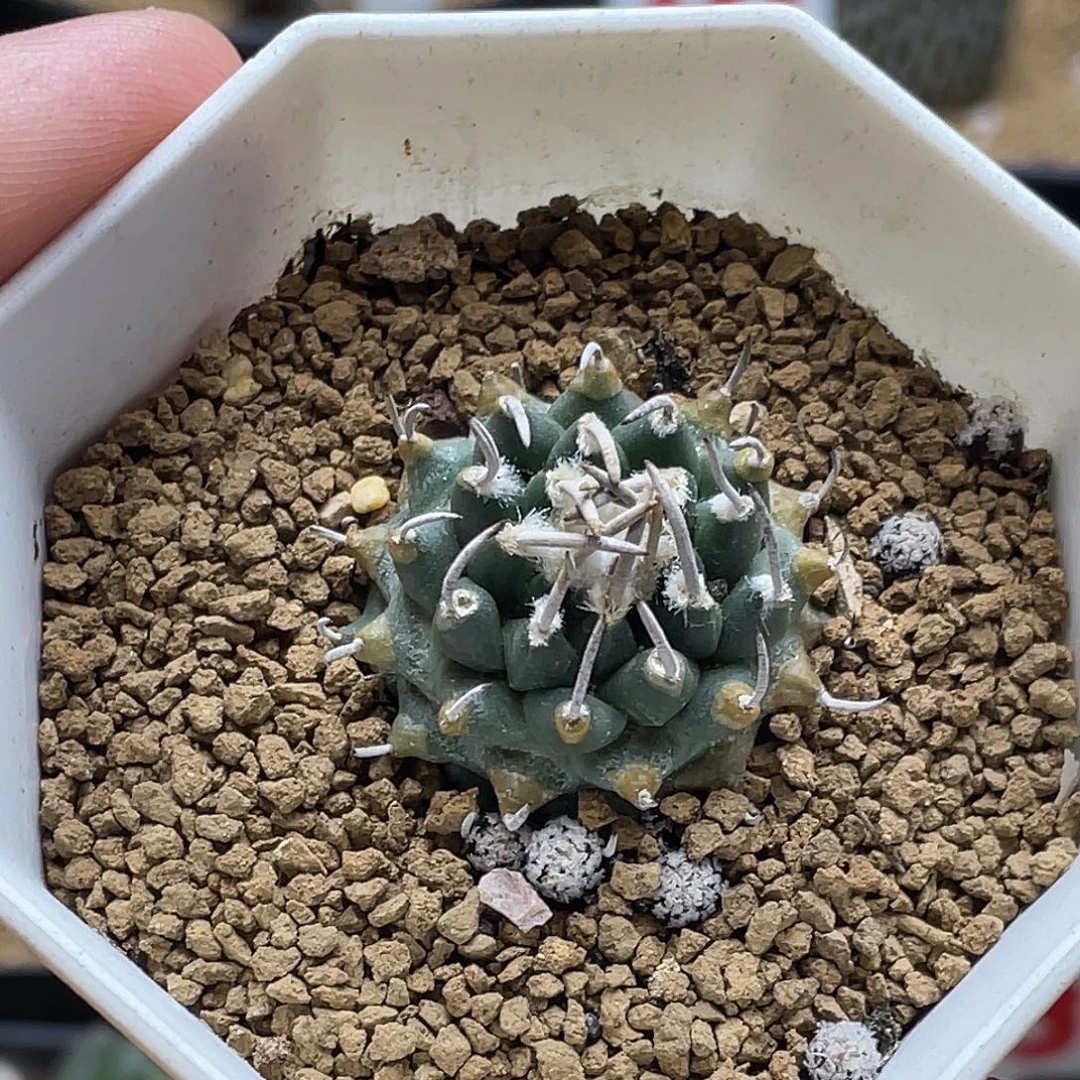 实生焦糖尤遁地安德森