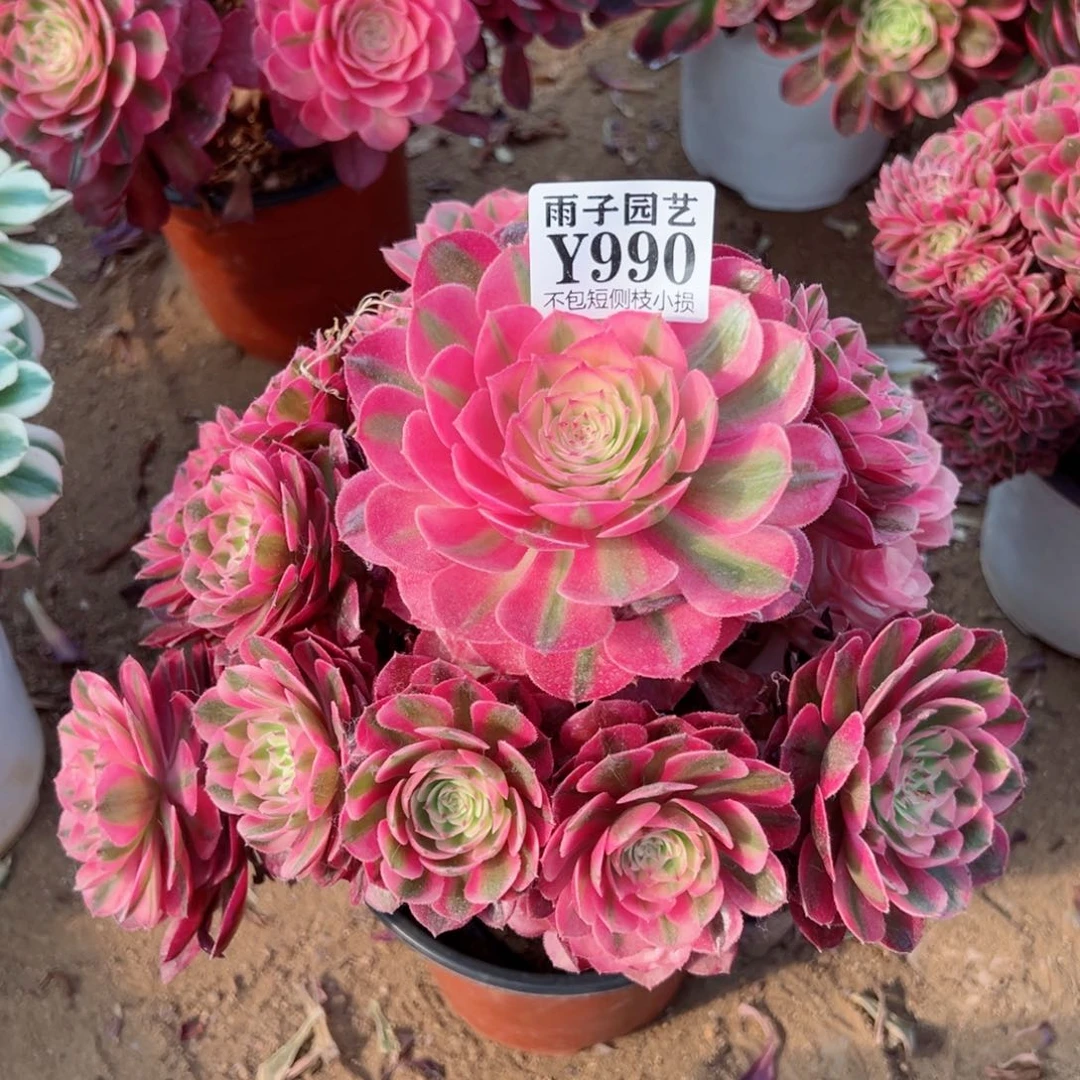 990荔枝尺寸22左右