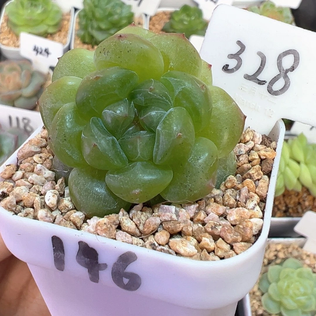 328号樱桃甜心有晒斑