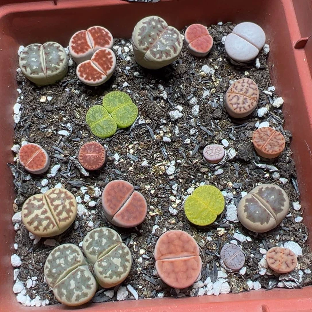 【闪购商品】 739.