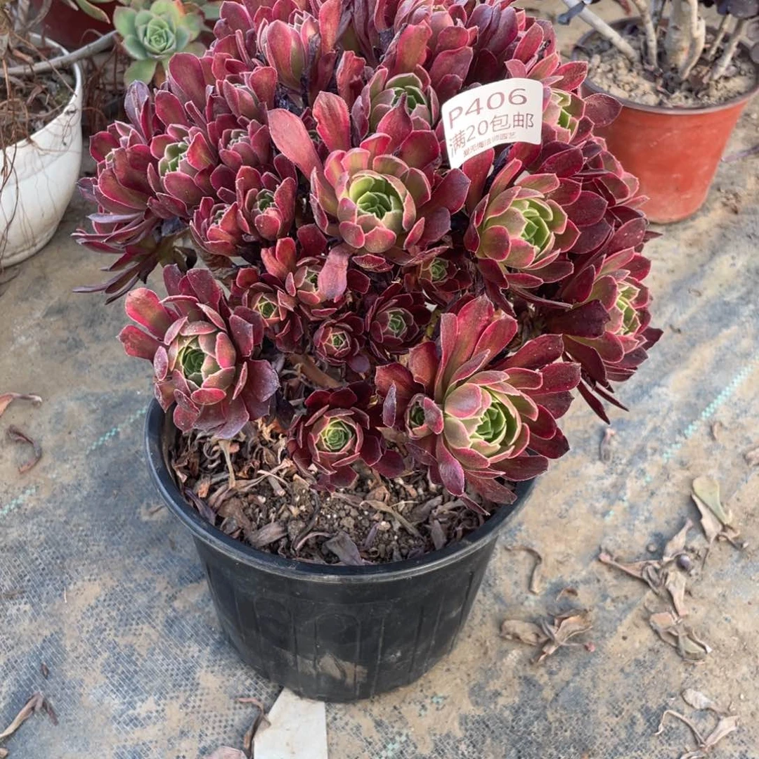 406安娜锦有伤多肉