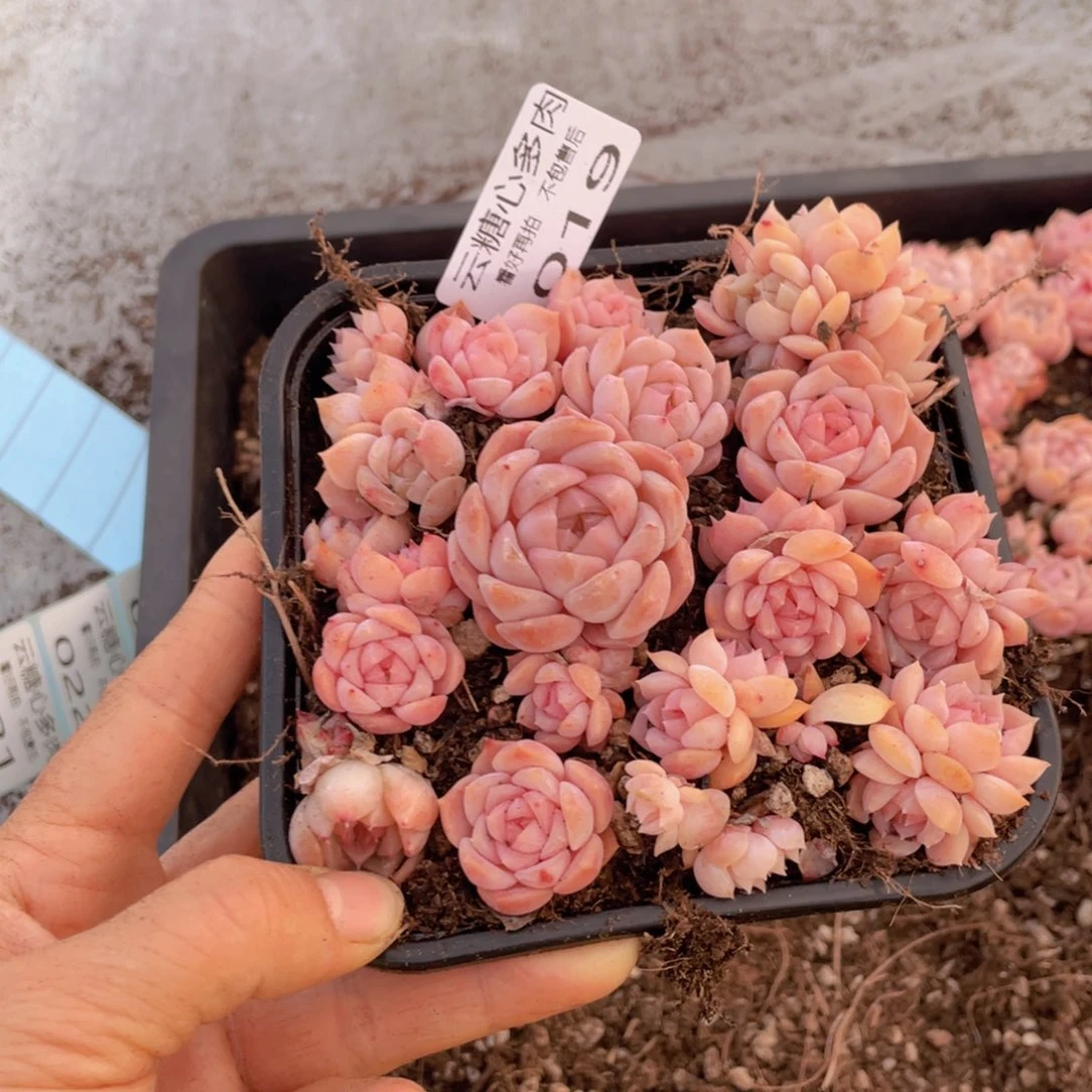 云糖心多肉植物019