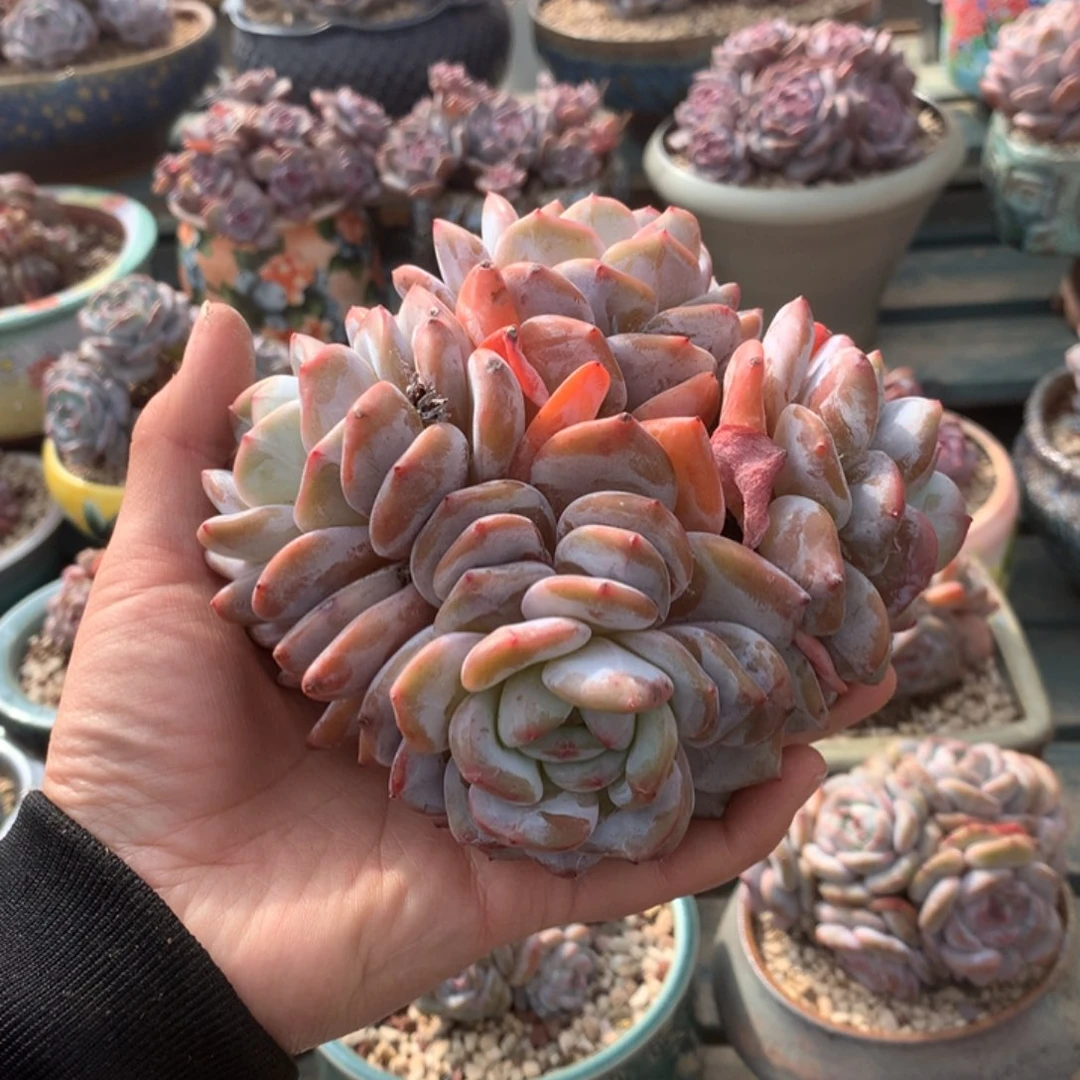 无花朵叠叶头一个花花花花花花花花花