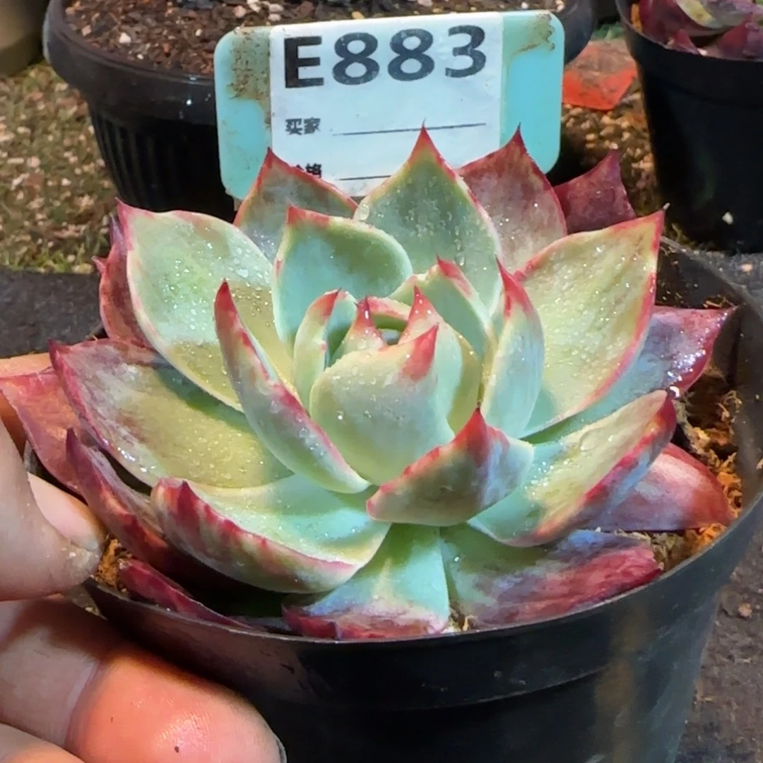 惊鸿一物一拍包装收缩花旱883