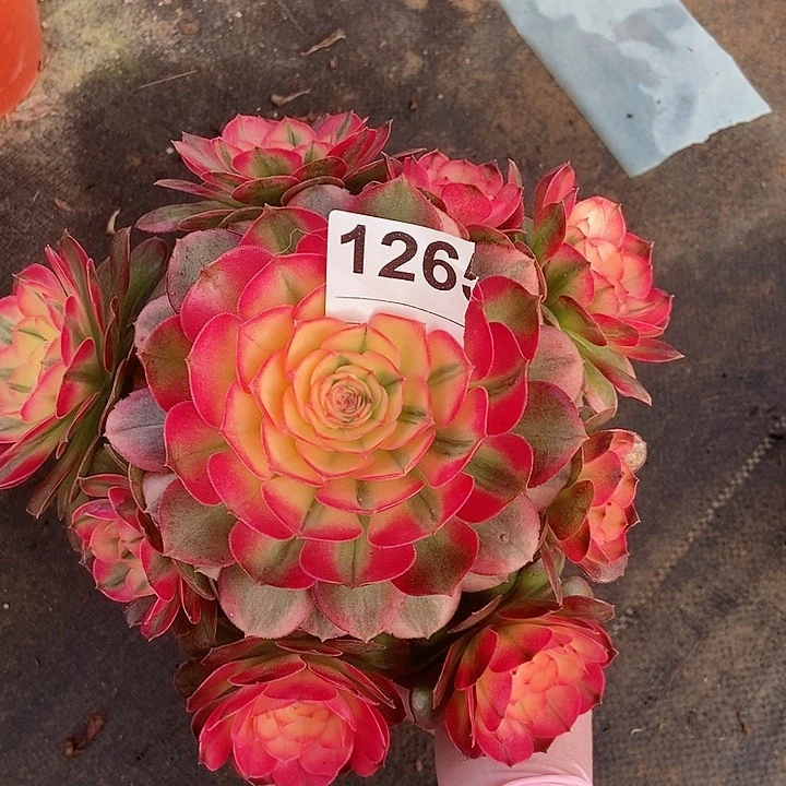 红陶126荔枝3冠服18