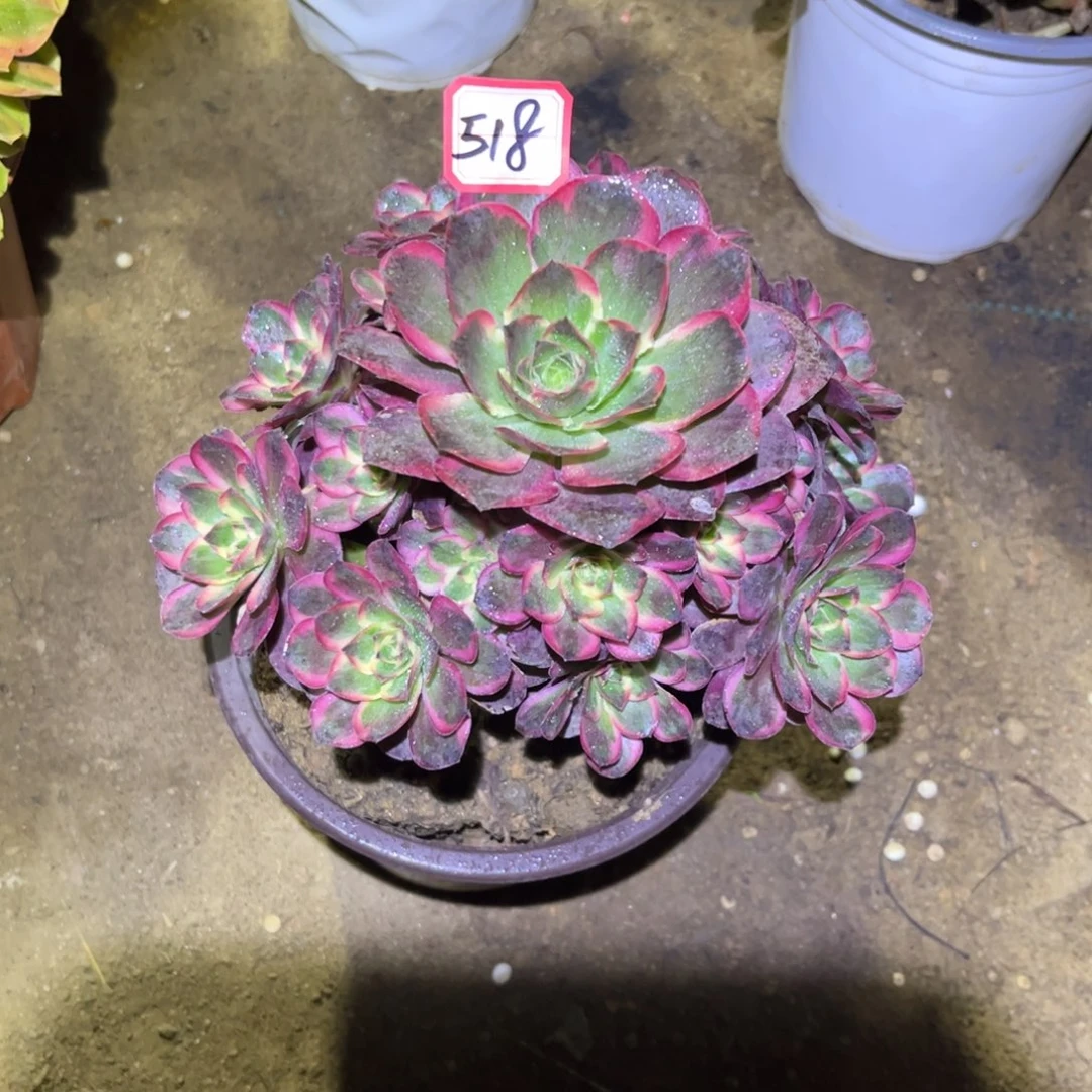 518多肉植物纳福法师