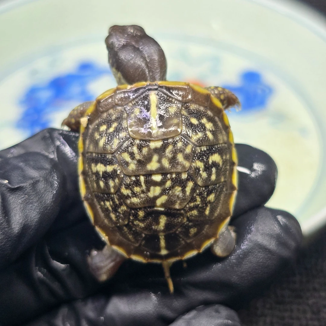 P-J-3【顺丰包邮】一龟一卡人工合法养殖全品锦箱苗宠物观赏乌龟