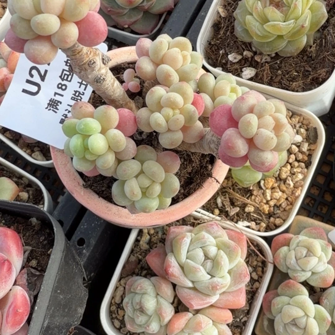东篱下多肉植物哈哈哈27