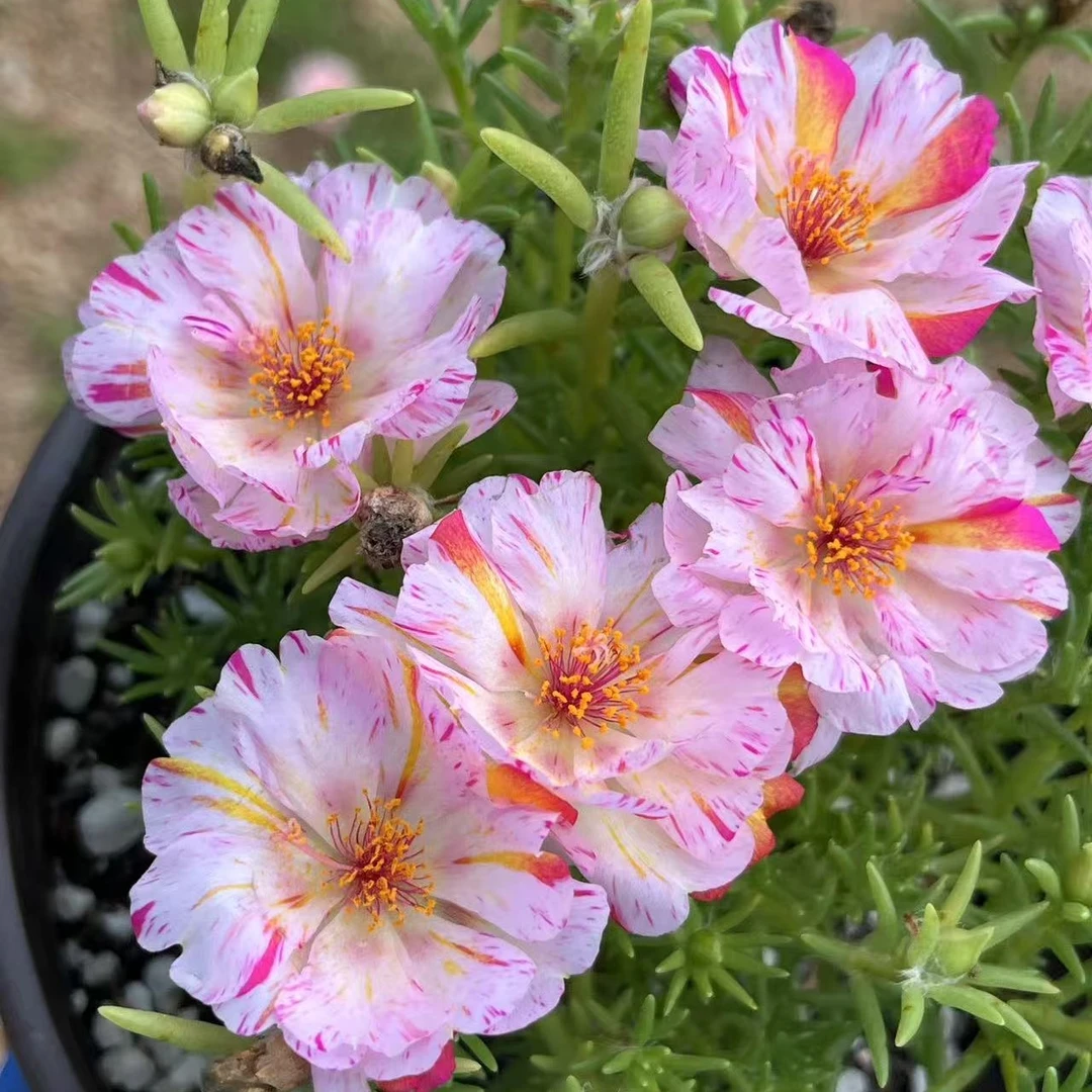 矮墩墩枝条     籽播太阳花不需要打顶自然成球的太阳花品种