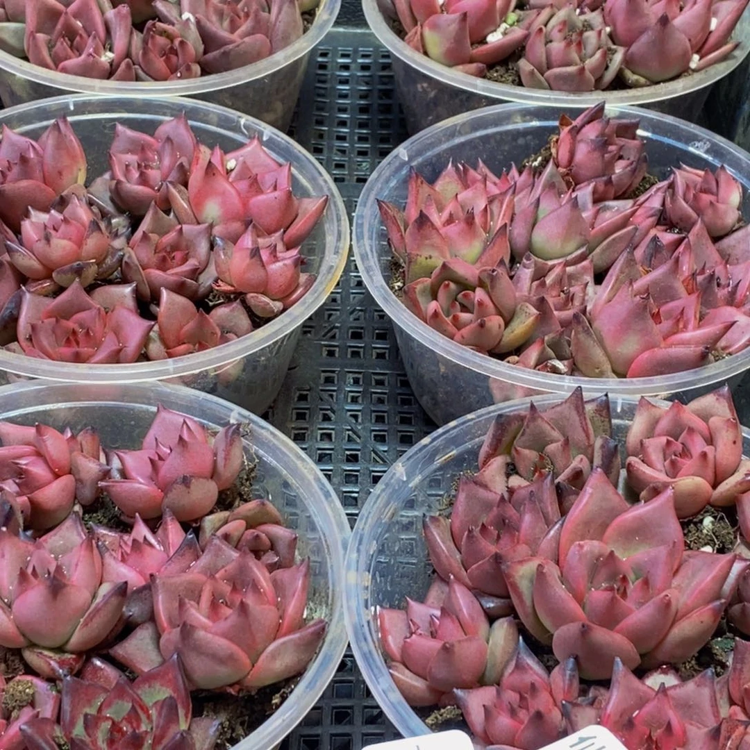 777多肉植物保护研究所量拍一盒