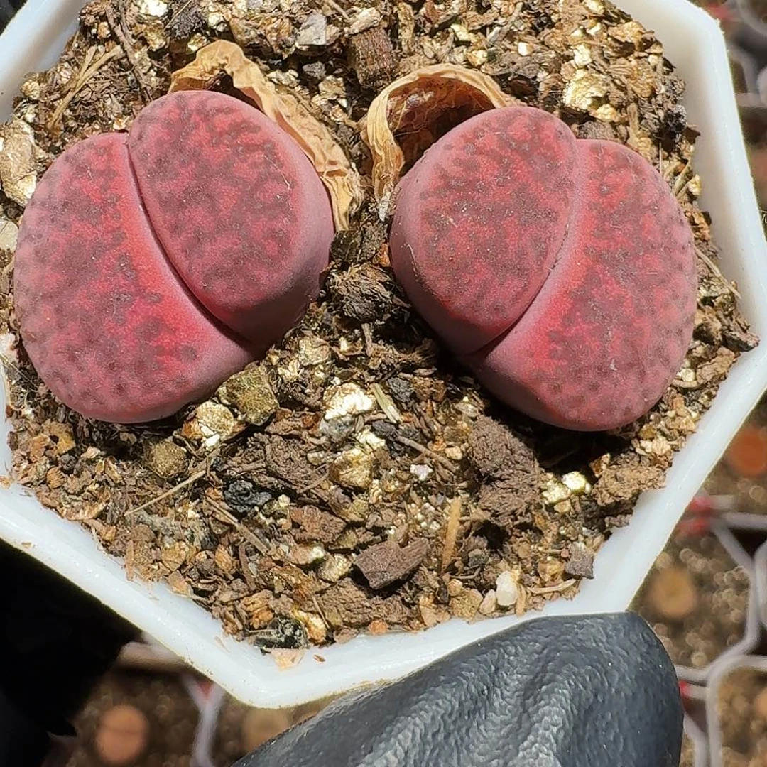 生石花等1111111。   116