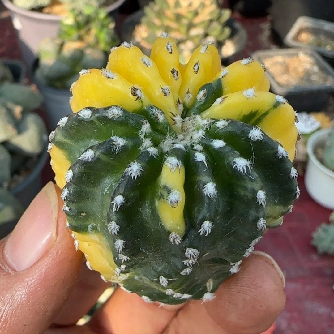 无花朵奇特球花锦落地无根