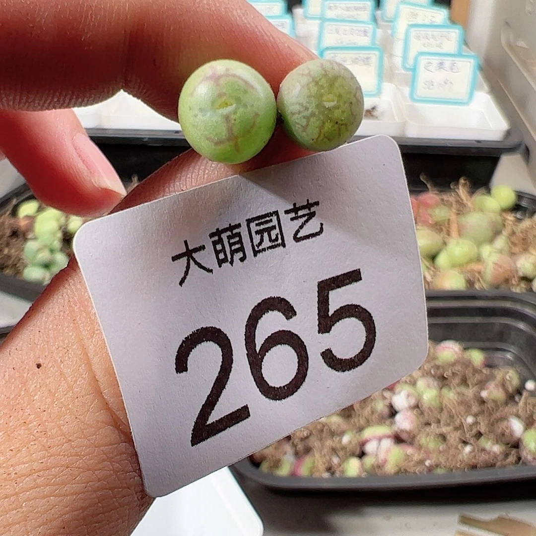 0000265 一物一拍……