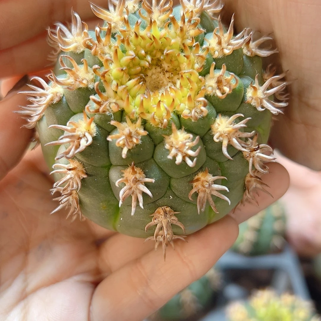 苗接豪刺猫爪带中刺无根6.8公分