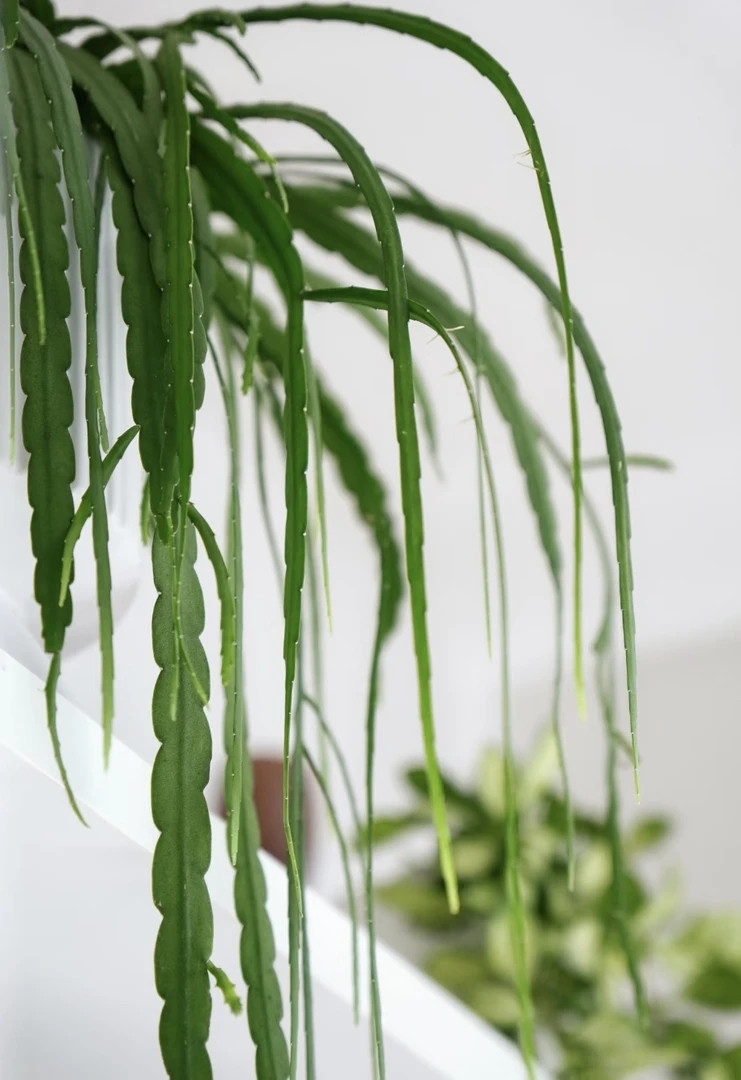 玻利维亚丝苇室内高颜值垂吊开花绿植盆栽好养易活可扦插