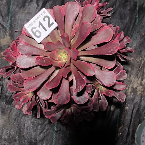 612美杜莎法师3-12