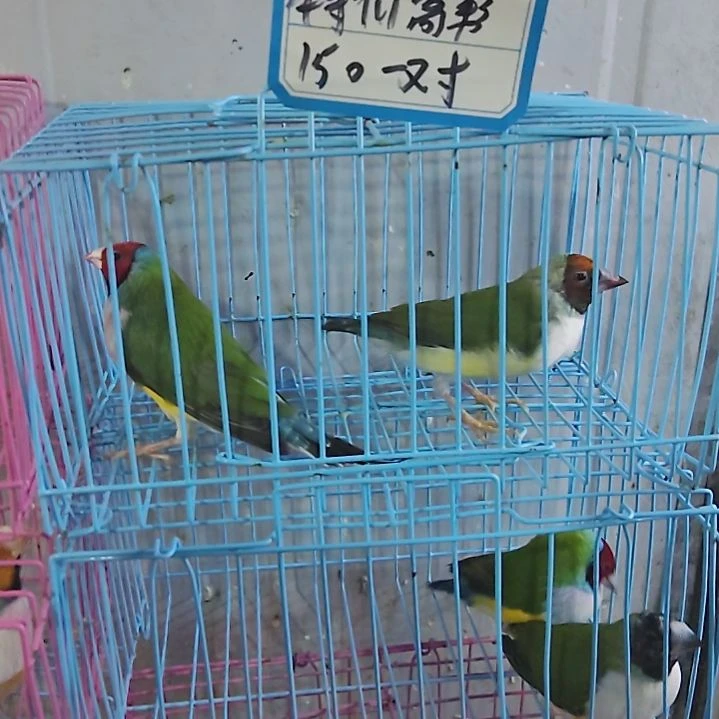 ¥***¥文鸟特价红头高彩一对包活到家收到货拍开箱视频