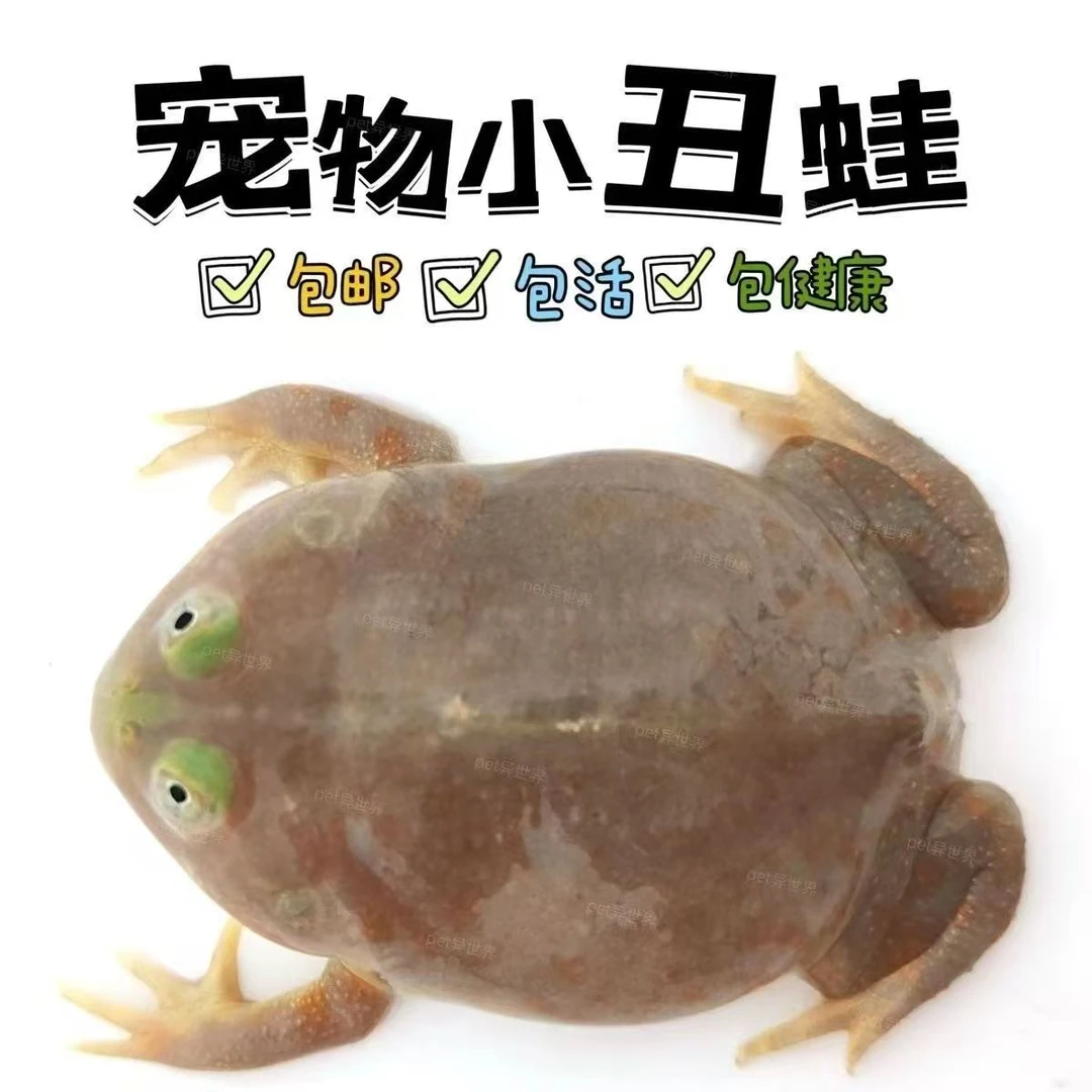 小丑蛙网红蛙黄金角蛙绿角蛙皮卡丘蛋黄霸王钟角宠物蛙猫眼珍珠蛙