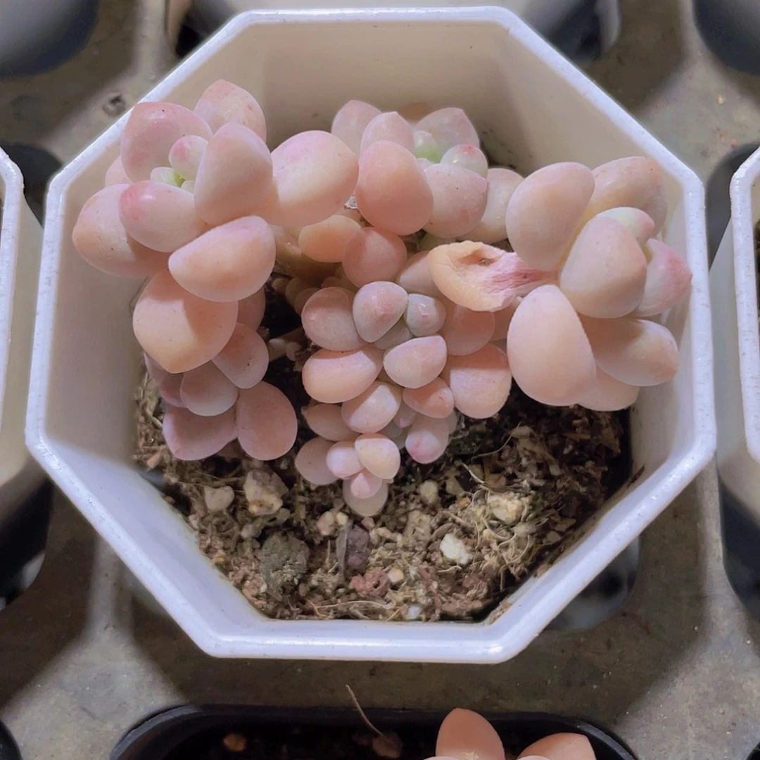 奶酪蛋糕a065一物一拍