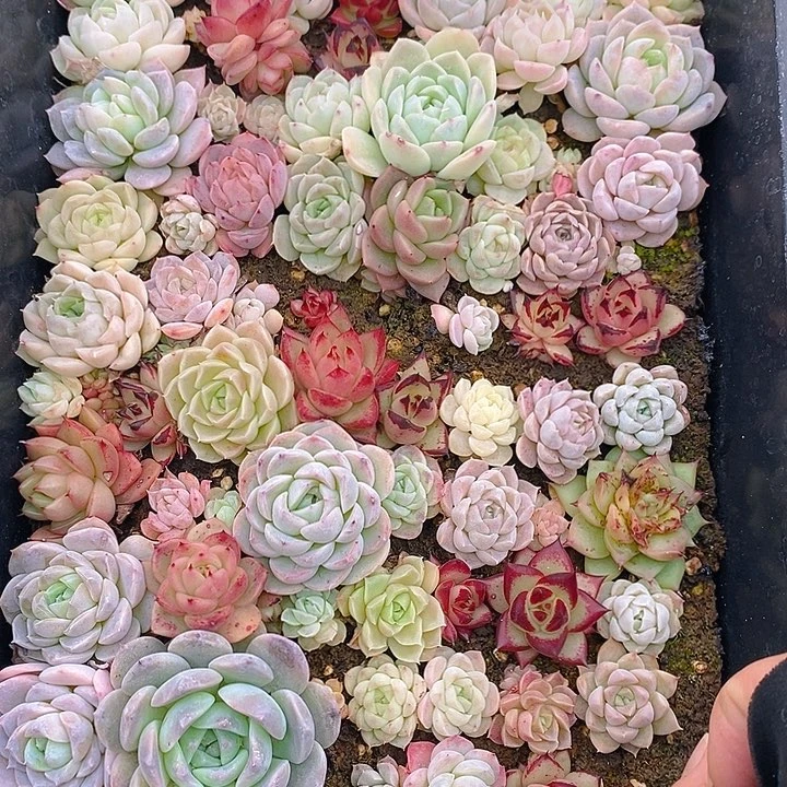 14 多肉植物盆栽花卉植物