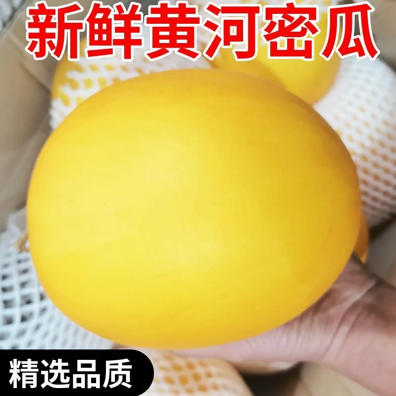 【壹何水果】黄河蜜瓜头茬瓜新鲜采摘产地直发坏果包赔放心选购