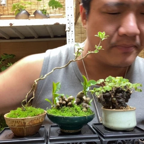 红陶一物一拍所见即所得68