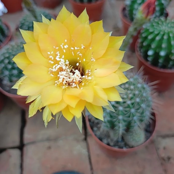 47号实生彩草，球小瑕疵一物一拍，脱土摘花发货，满20包邮