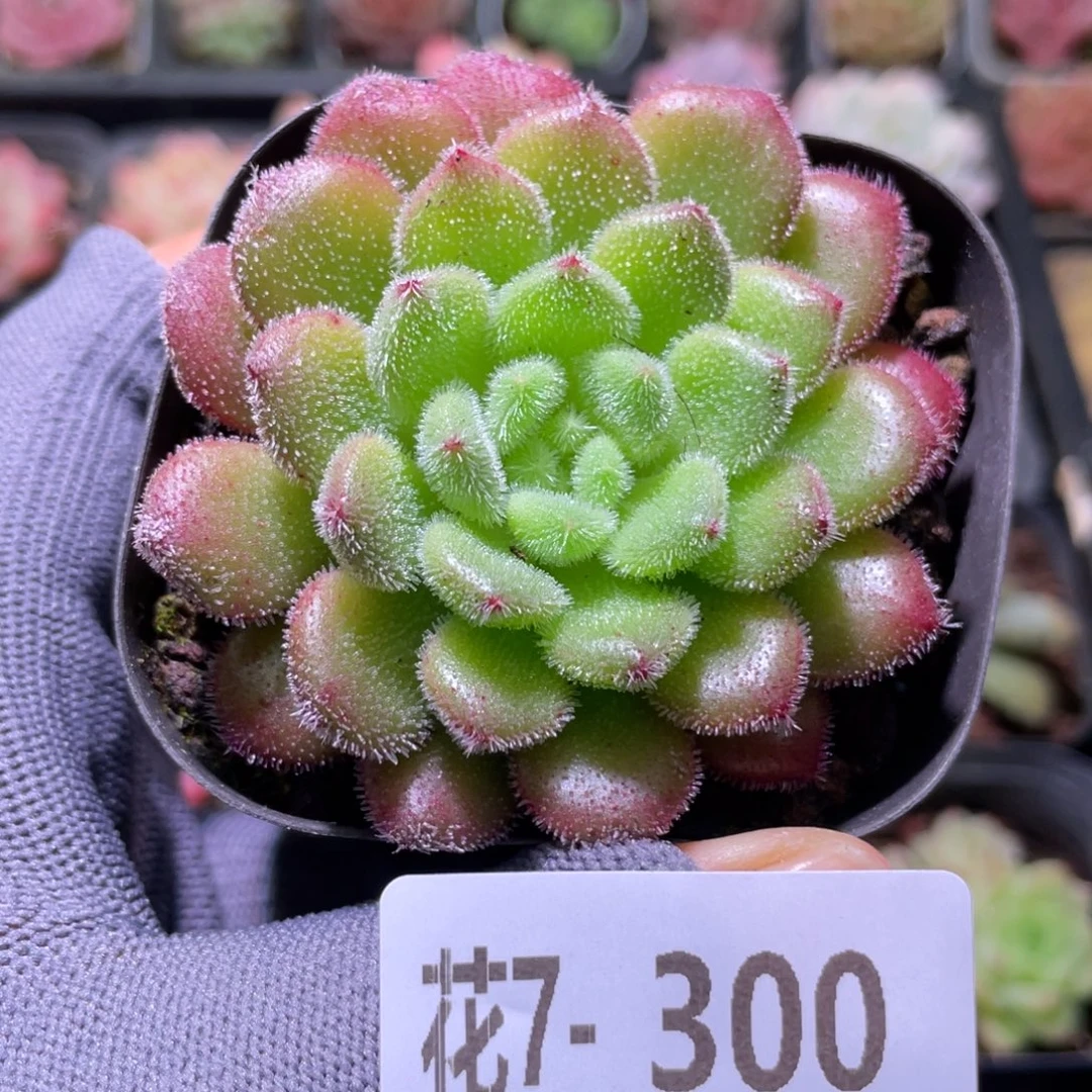 花利美7-300卡罗尔