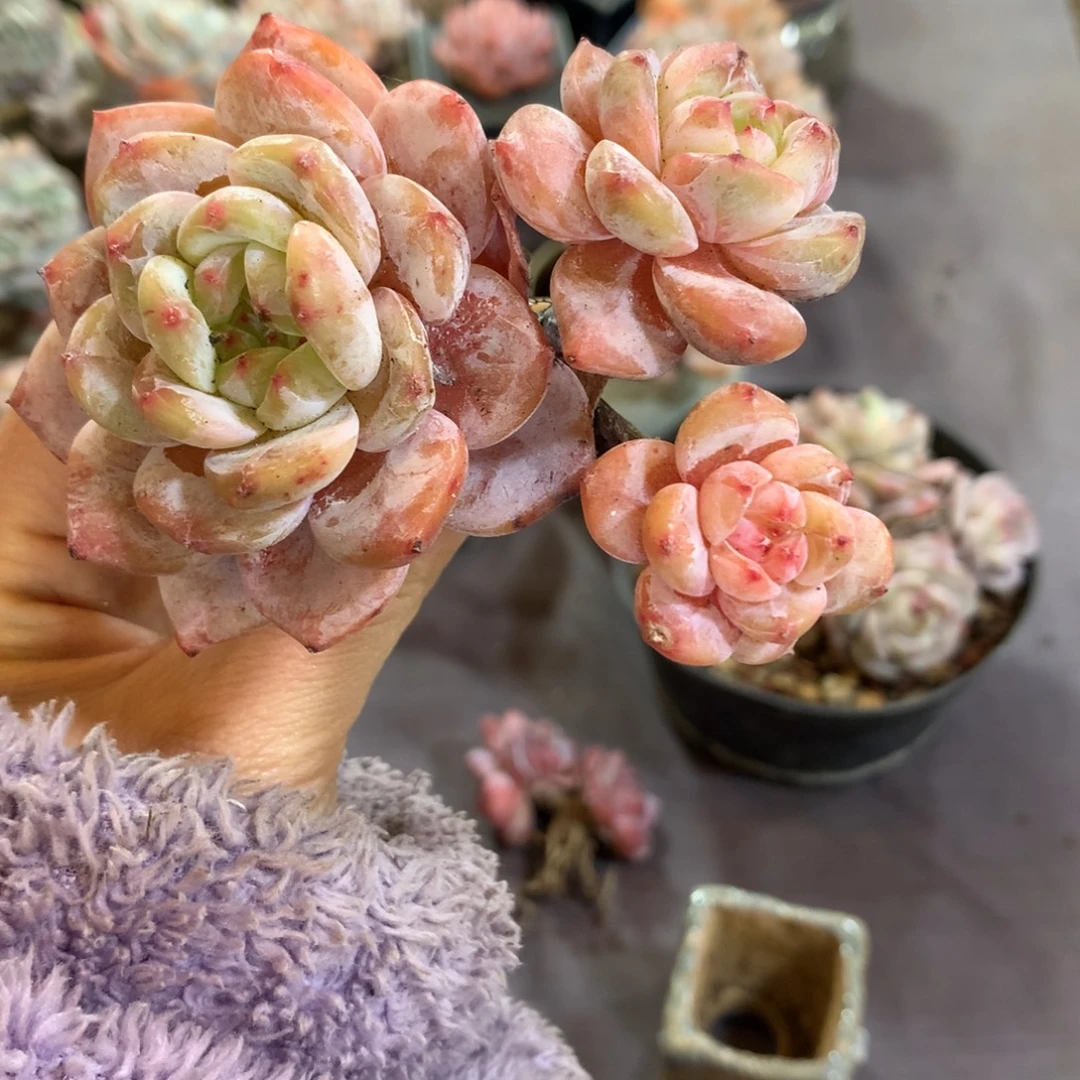 石榴籽哈哈哈哈哈哈哈哈哈