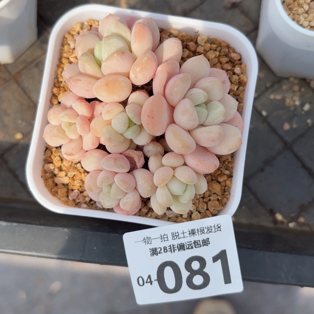 玉如意老桩多肉多肉