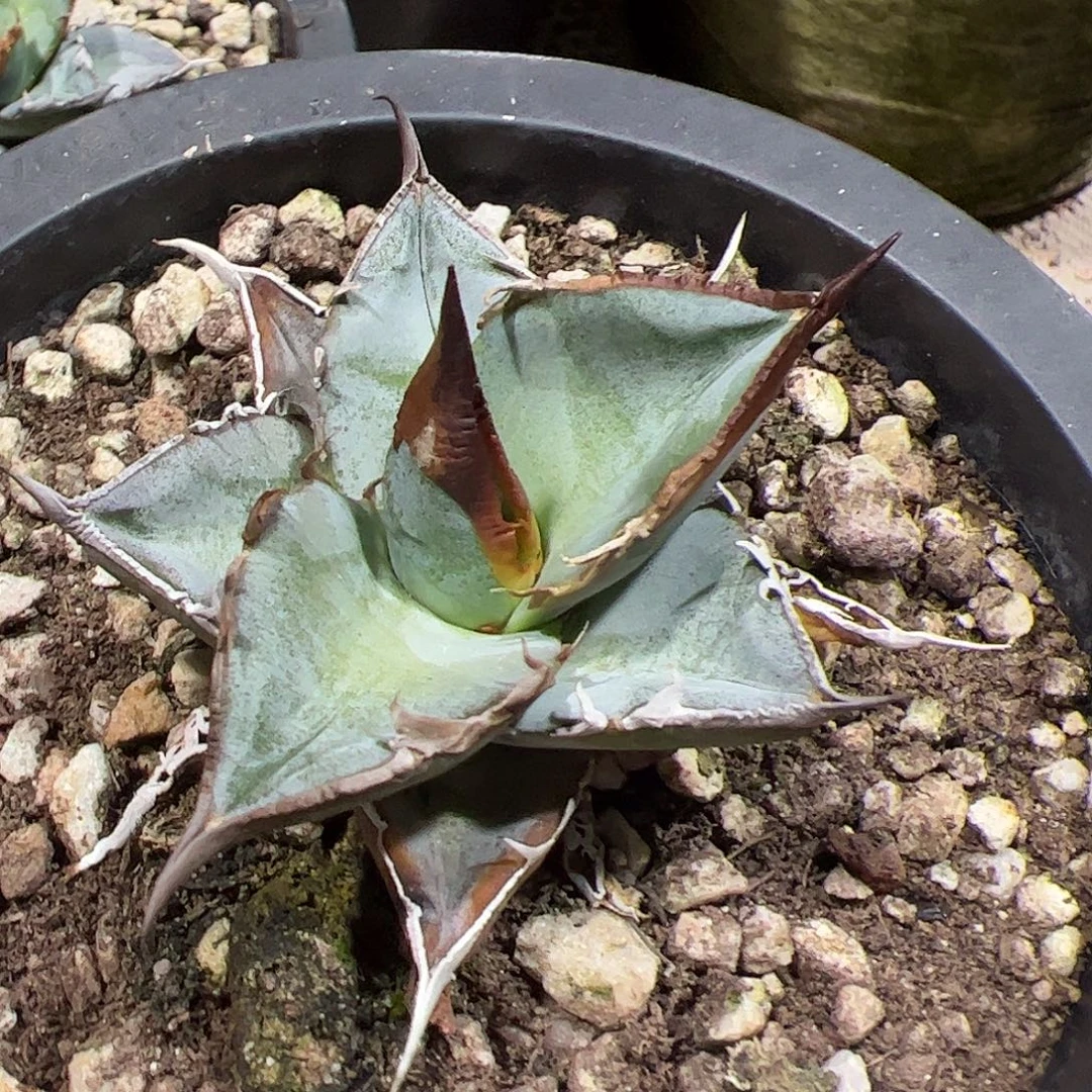 许***璟土龙舌兰仁王冠植物