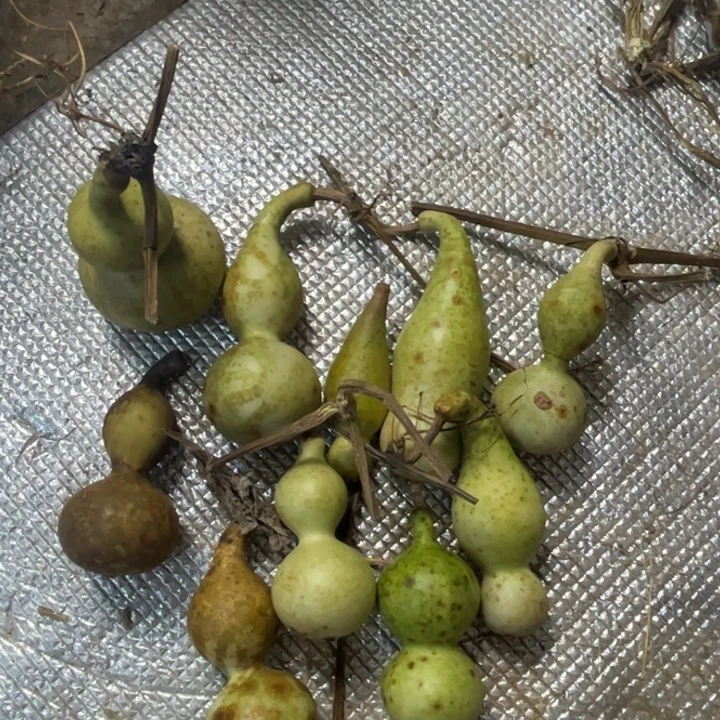 青皮葫芦不包成便宜出