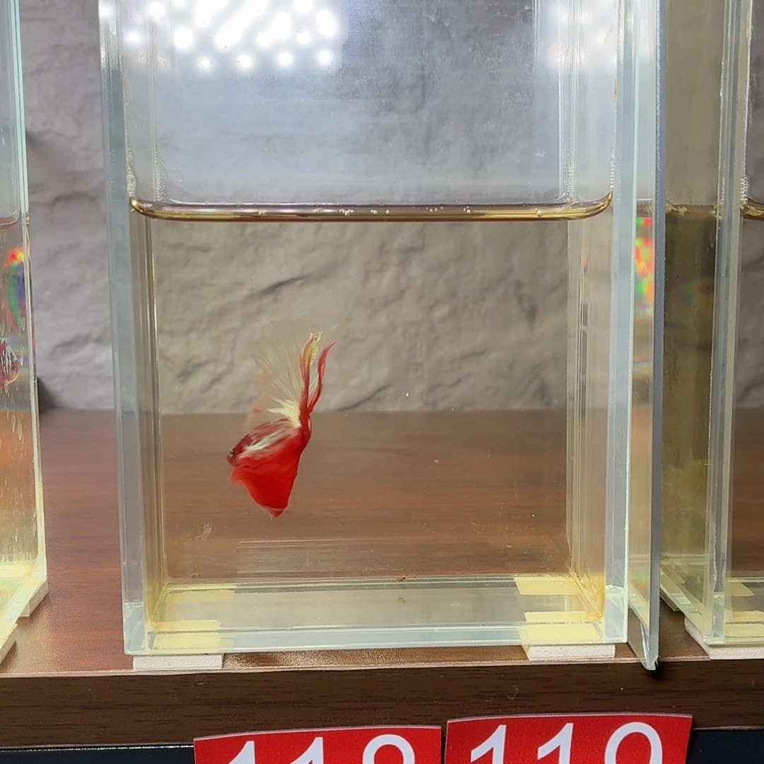 斗鱼彩金半月公鱼