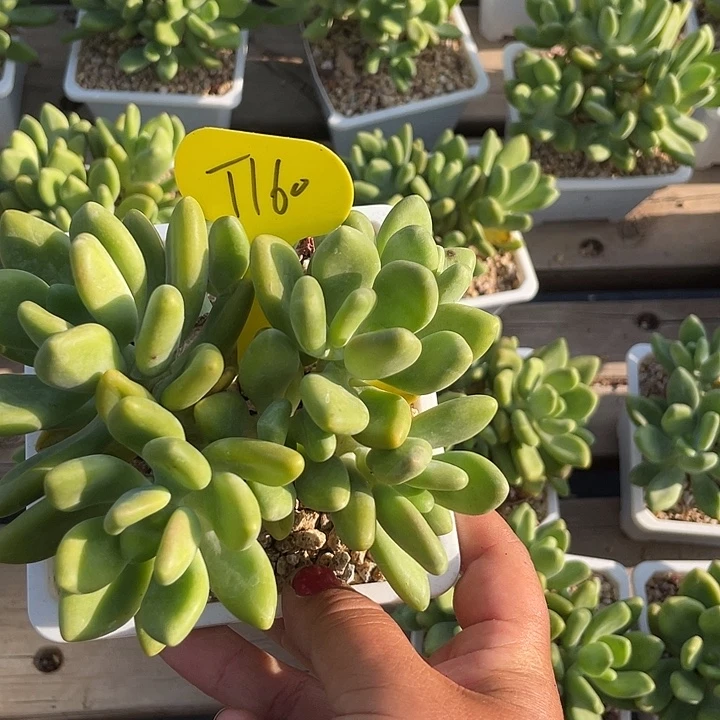 芒果美人多肉植物160