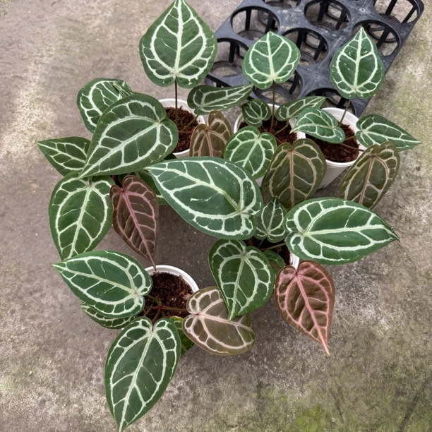 SKG红杂红 花烛热植 随机发
