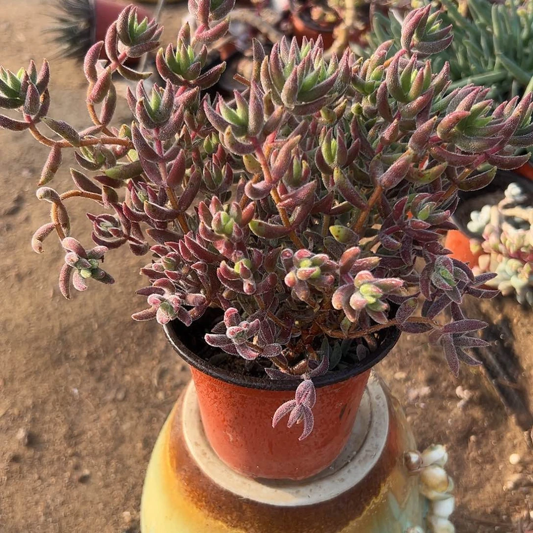 多肉植物绒针群生