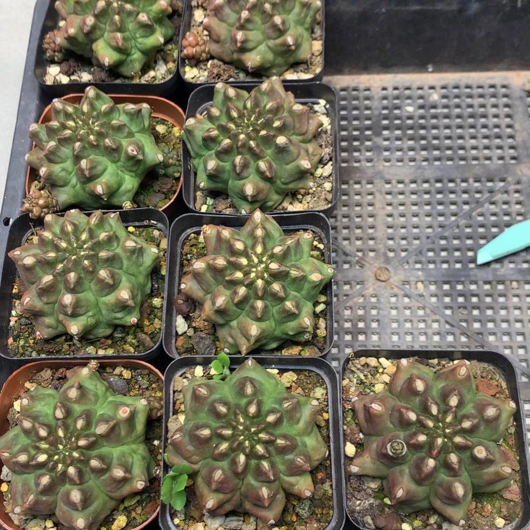 自根 翠晃石6公分起发