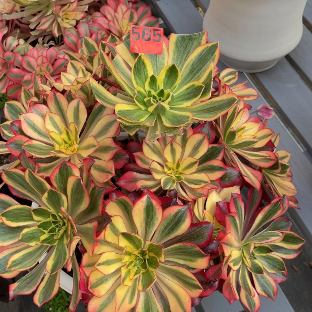 顾*诚565多肉法师魅影