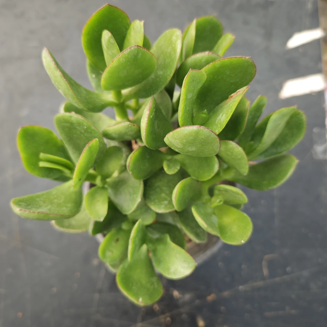 多肉植物玉树盆栽 老桩耐旱吸甲醛四季常青室内绿植